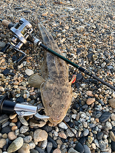 マゴチの釣果