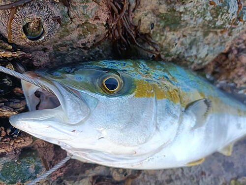 ヒラマサの釣果