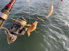 シロギスの釣果