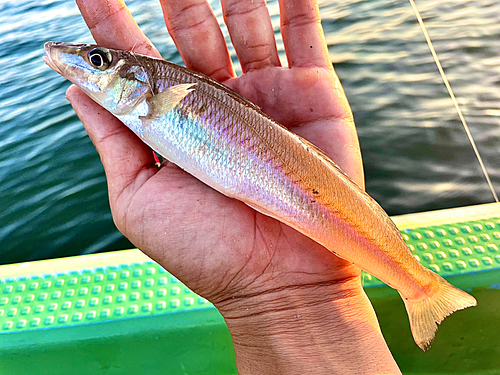 シロギスの釣果