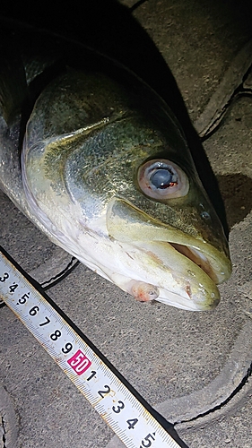 シーバスの釣果