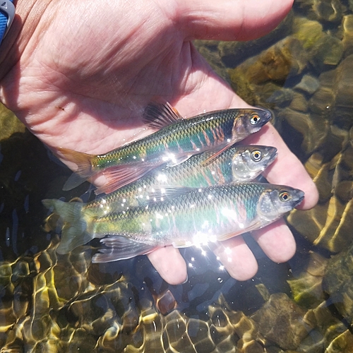 オイカワの釣果