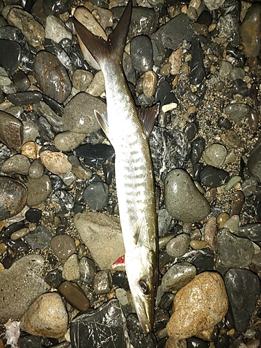 オニカマスの釣果