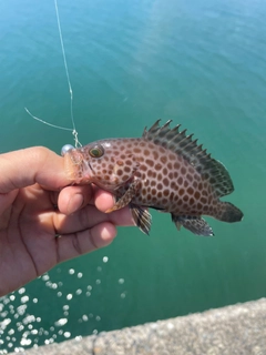 オオモンハタの釣果