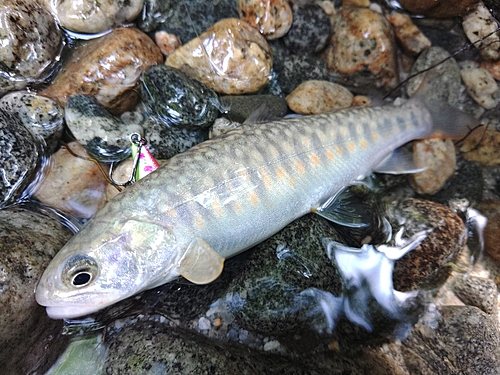 イワナの釣果