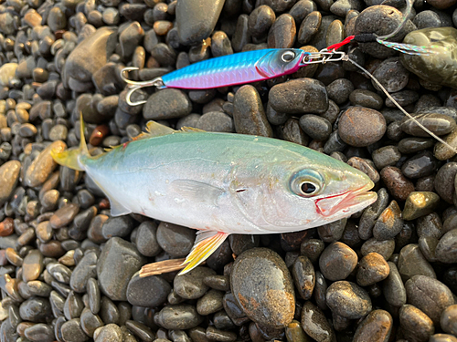 ワカナゴの釣果