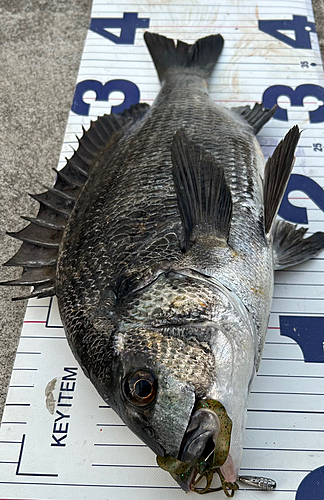 クロダイの釣果