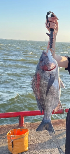 チヌの釣果