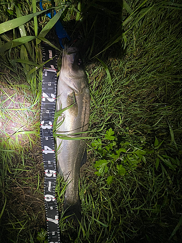 スズキの釣果