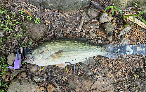 ラージマウスバスの釣果