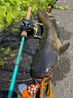 ナマズの釣果