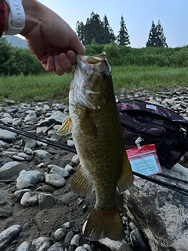 スモールマウスバスの釣果