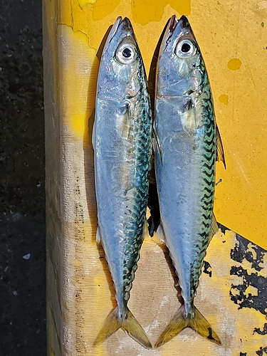 サバの釣果