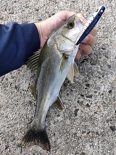 セイゴ（マルスズキ）の釣果