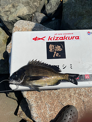 チヌの釣果