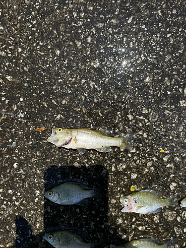 ブラックバスの釣果