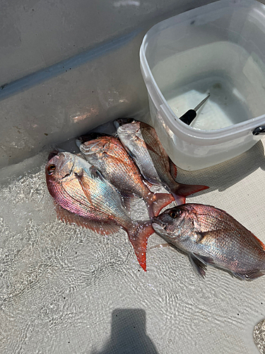 マダイの釣果