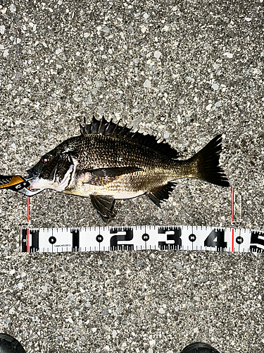 クロダイの釣果