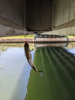 ブルーギルの釣果