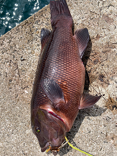 コブダイの釣果