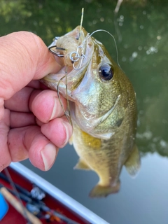 ラージマウスバスの釣果