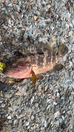 釣果