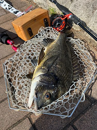 チヌの釣果