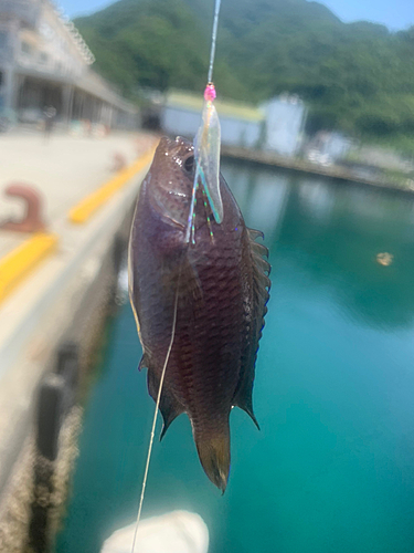 スズメダイの釣果