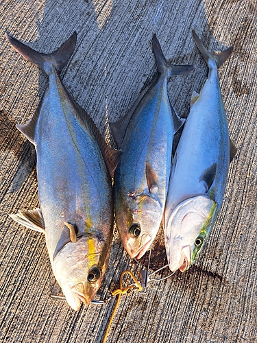 ショゴの釣果