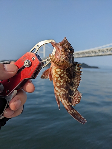 カサゴの釣果