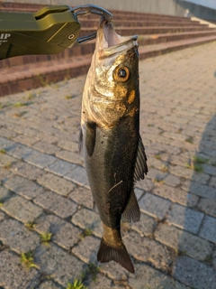 ハネ（マルスズキ）の釣果