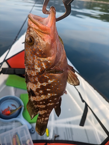 アコウの釣果