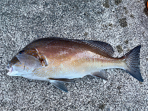 コロダイの釣果