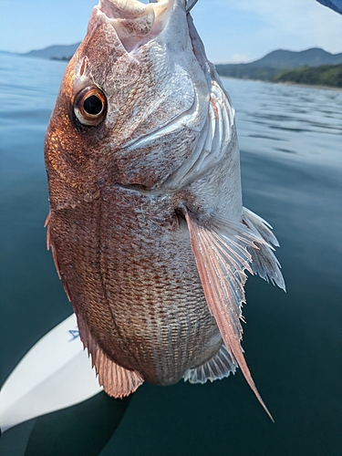 マダイの釣果