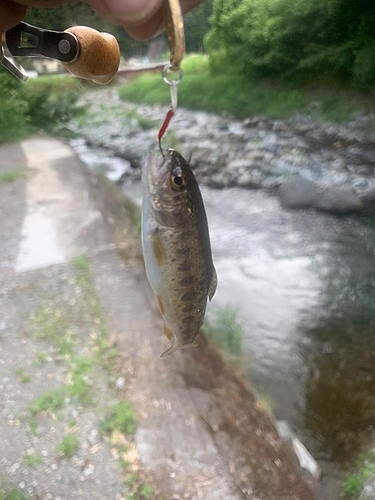 ヤマメの釣果