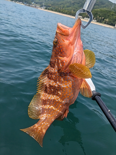 アコウの釣果