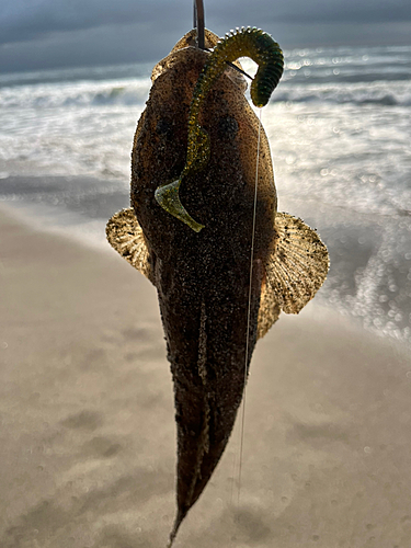 マゴチの釣果