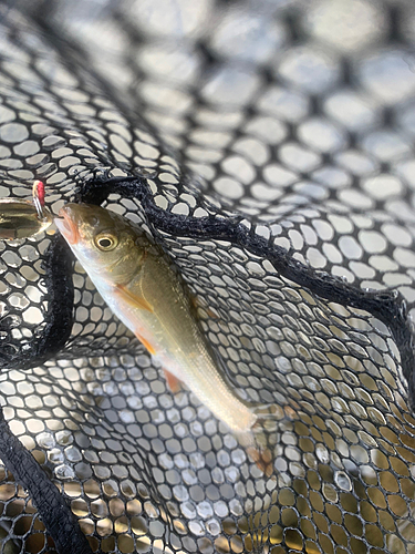 ウグイの釣果