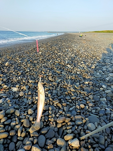 キスの釣果