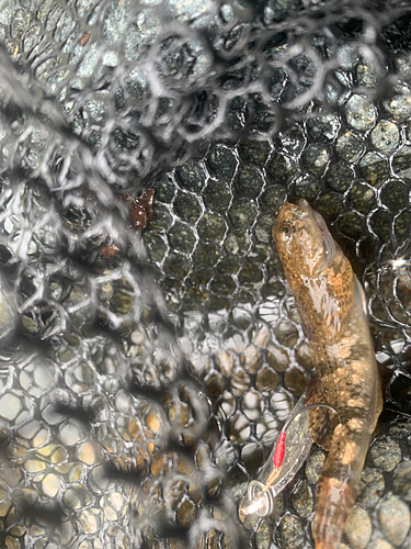 ヌマチチブの釣果