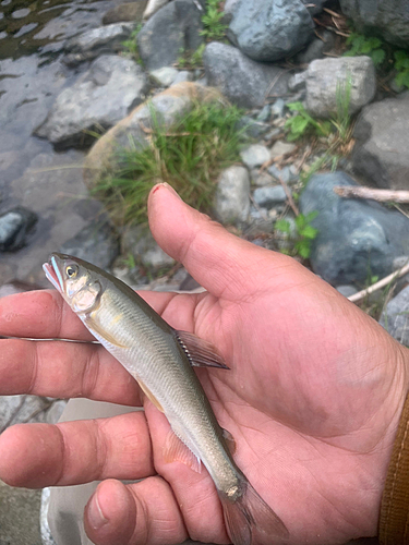 アユの釣果