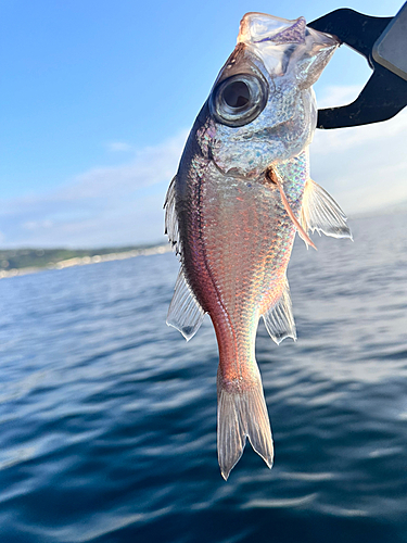 オオメハタの釣果