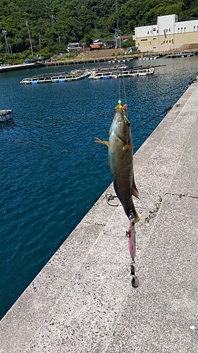 ベラの釣果