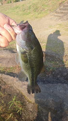 ラージマウスバスの釣果