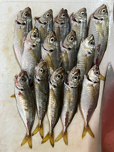 アジの釣果