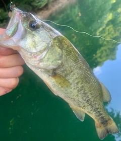 ラージマウスバスの釣果