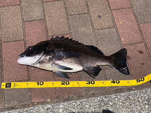 クロダイの釣果