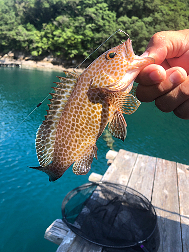 オオモンハタの釣果