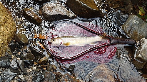 イワナの釣果