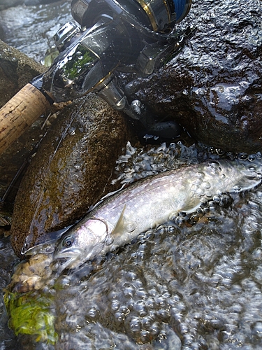 イワナの釣果